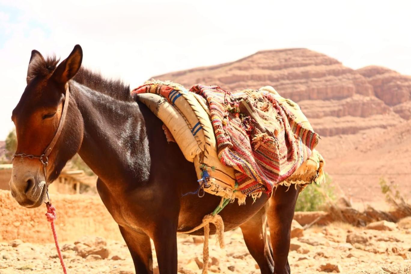 Gite D'Etape Ziz Oasis Achbarou エクステリア 写真
